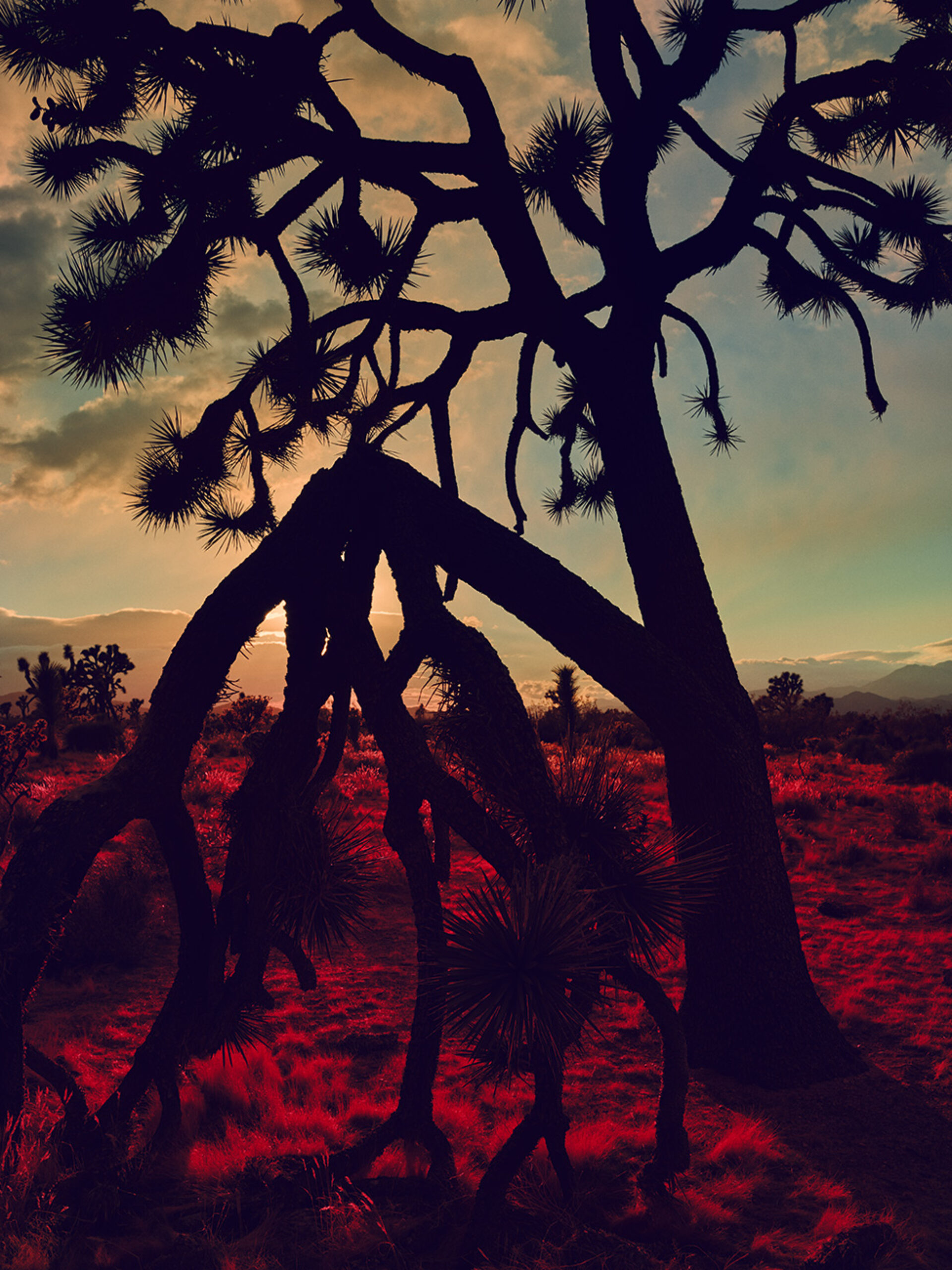 Joshua Tree