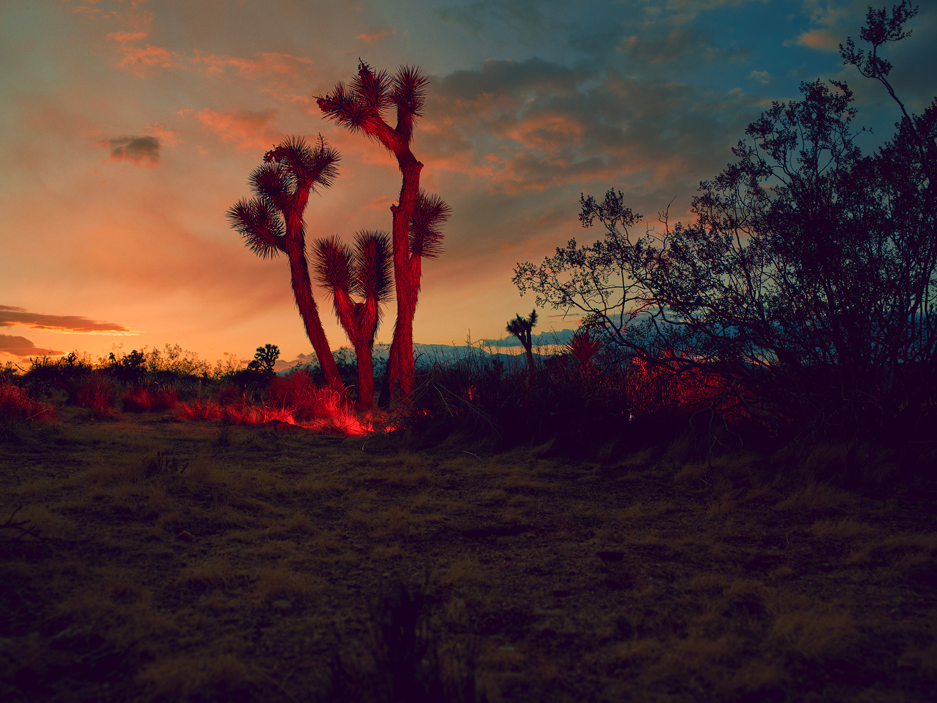 Joshua Tree