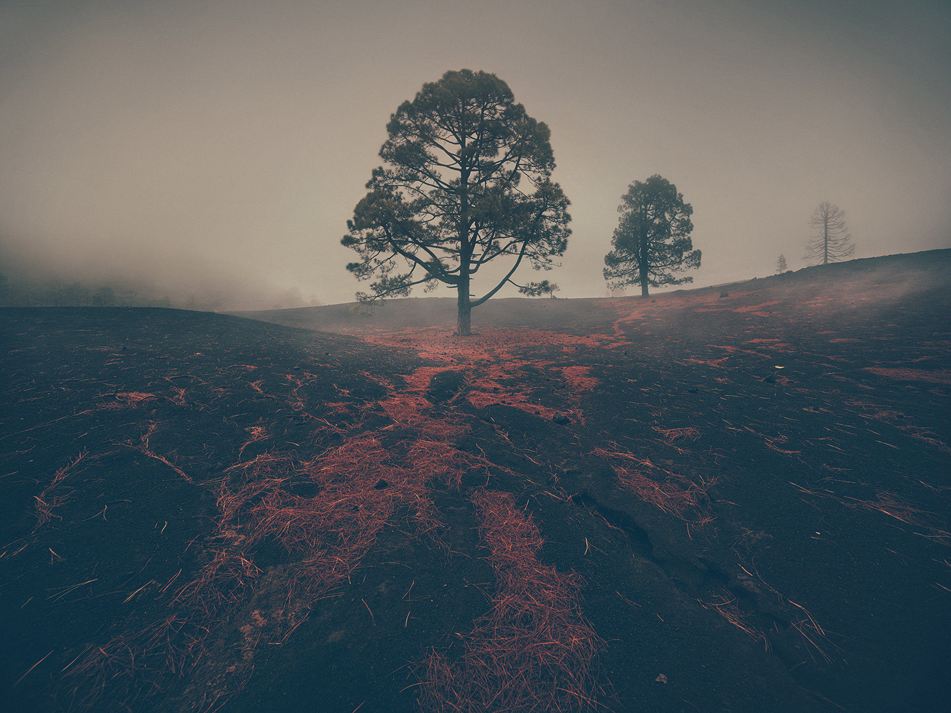 ©ankeluckmann1557, gosee awards, gold , anke luckmann, www.ankeluckmann.com, landscape, volcanic, trey, personal project