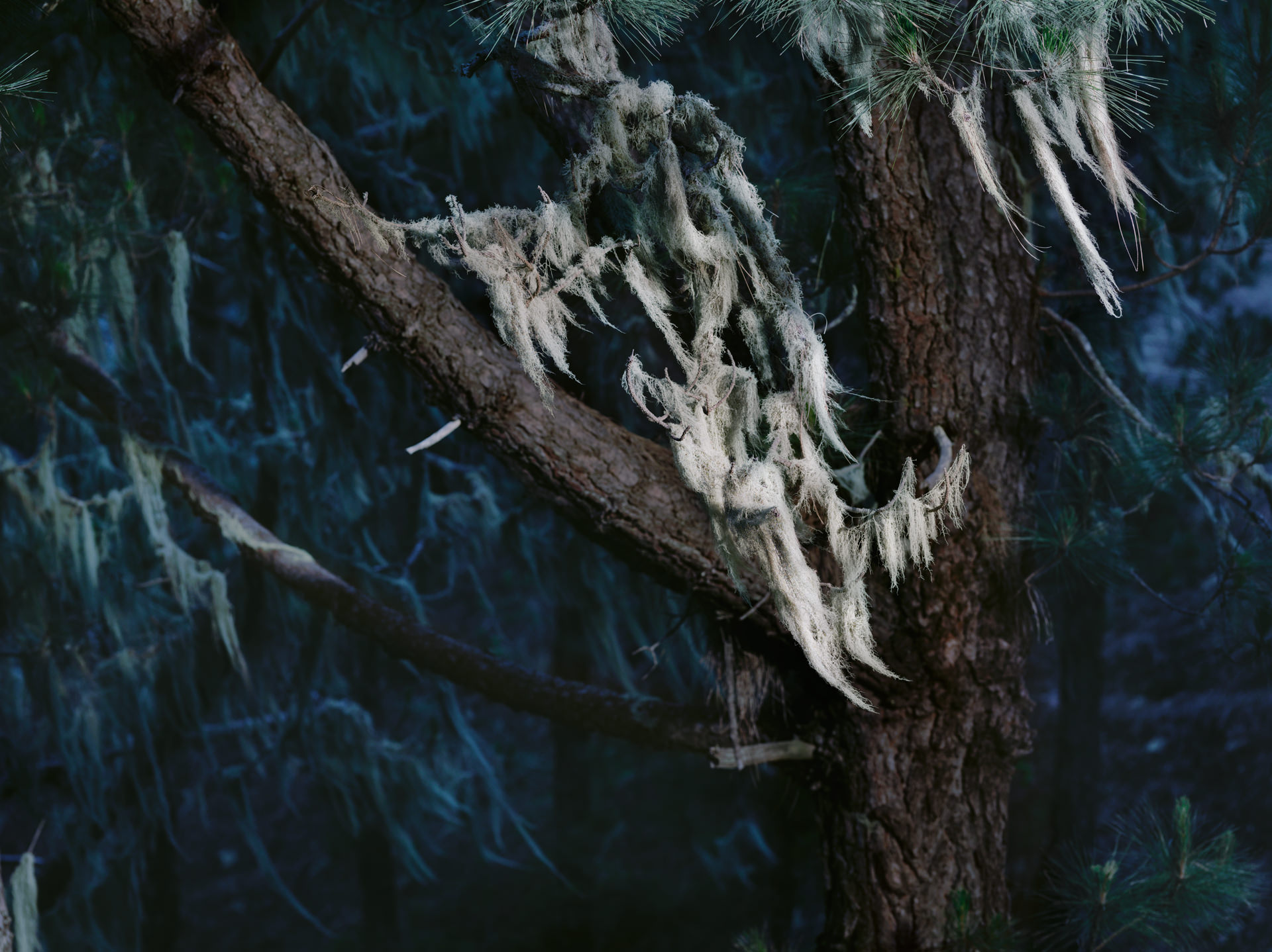 trees, personal work, anke luckmann, www.ankeluckmann.com, jenny cremer retouch, gosee awards gold