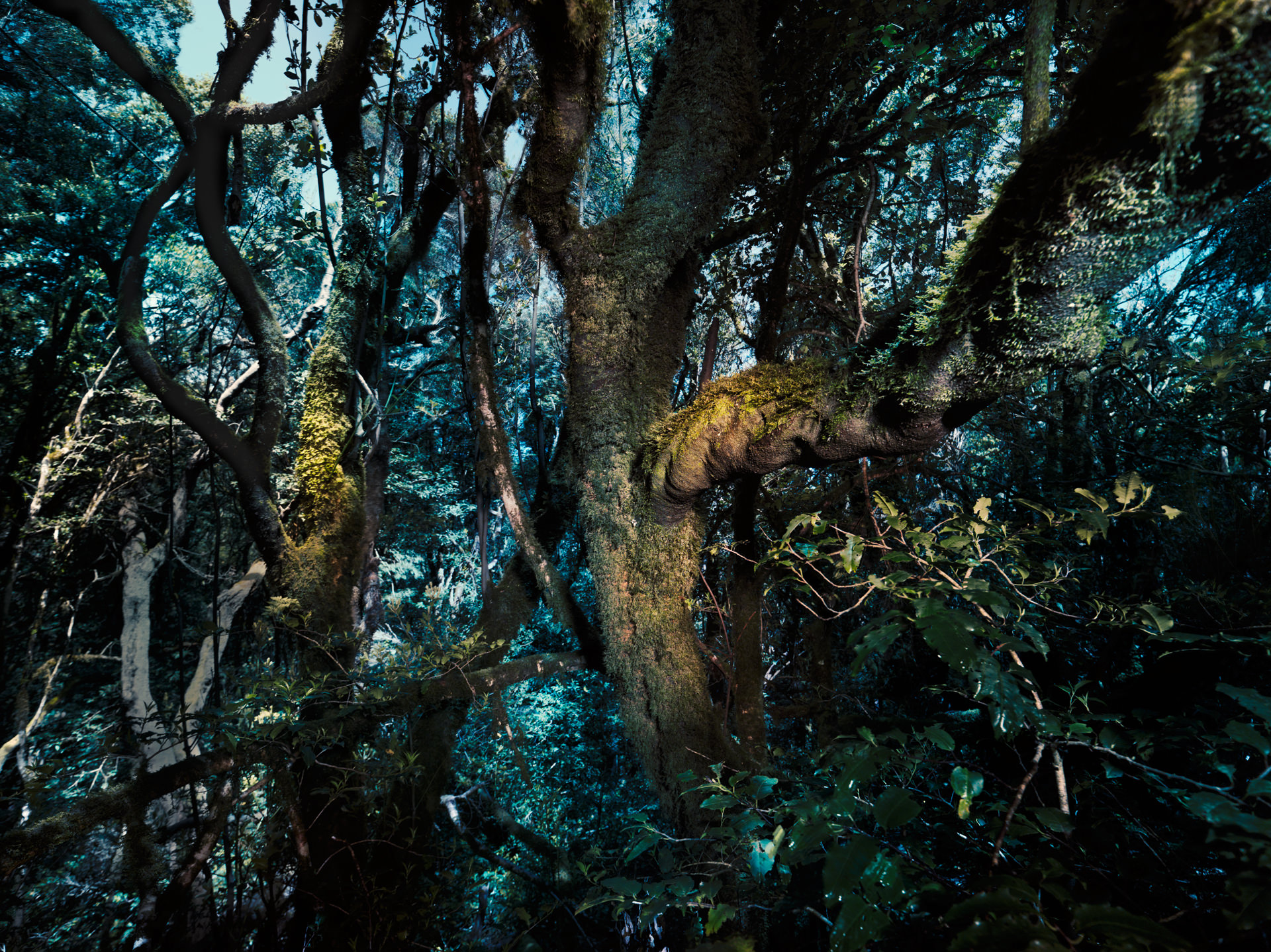 trees, personal work, anke luckmann, www.ankeluckmann.com, jenny cremer retouch, gosee awards gold