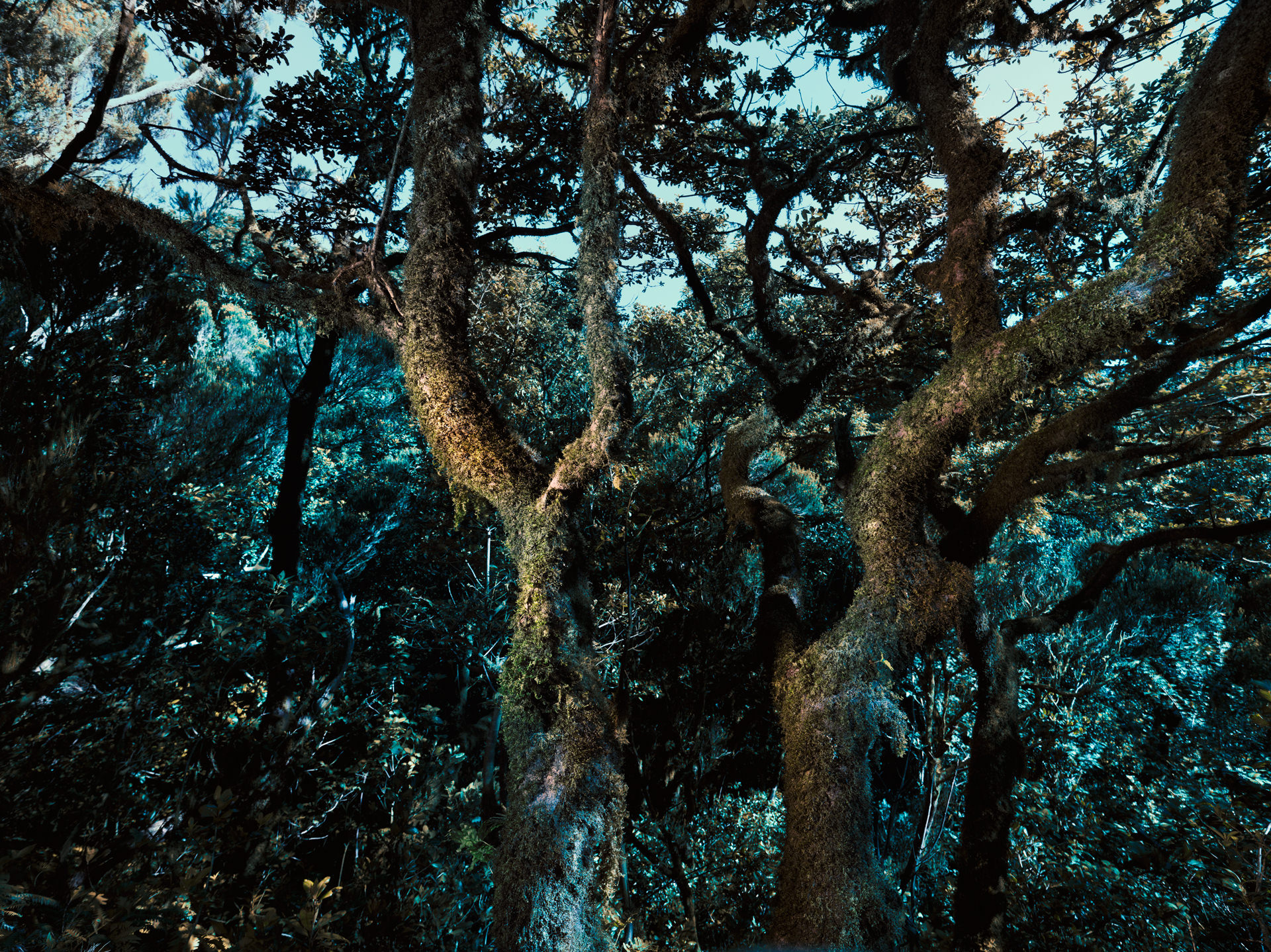 trees, personal work, anke luckmann, www.ankeluckmann.com, jenny cremer retouch, gosee awards gold