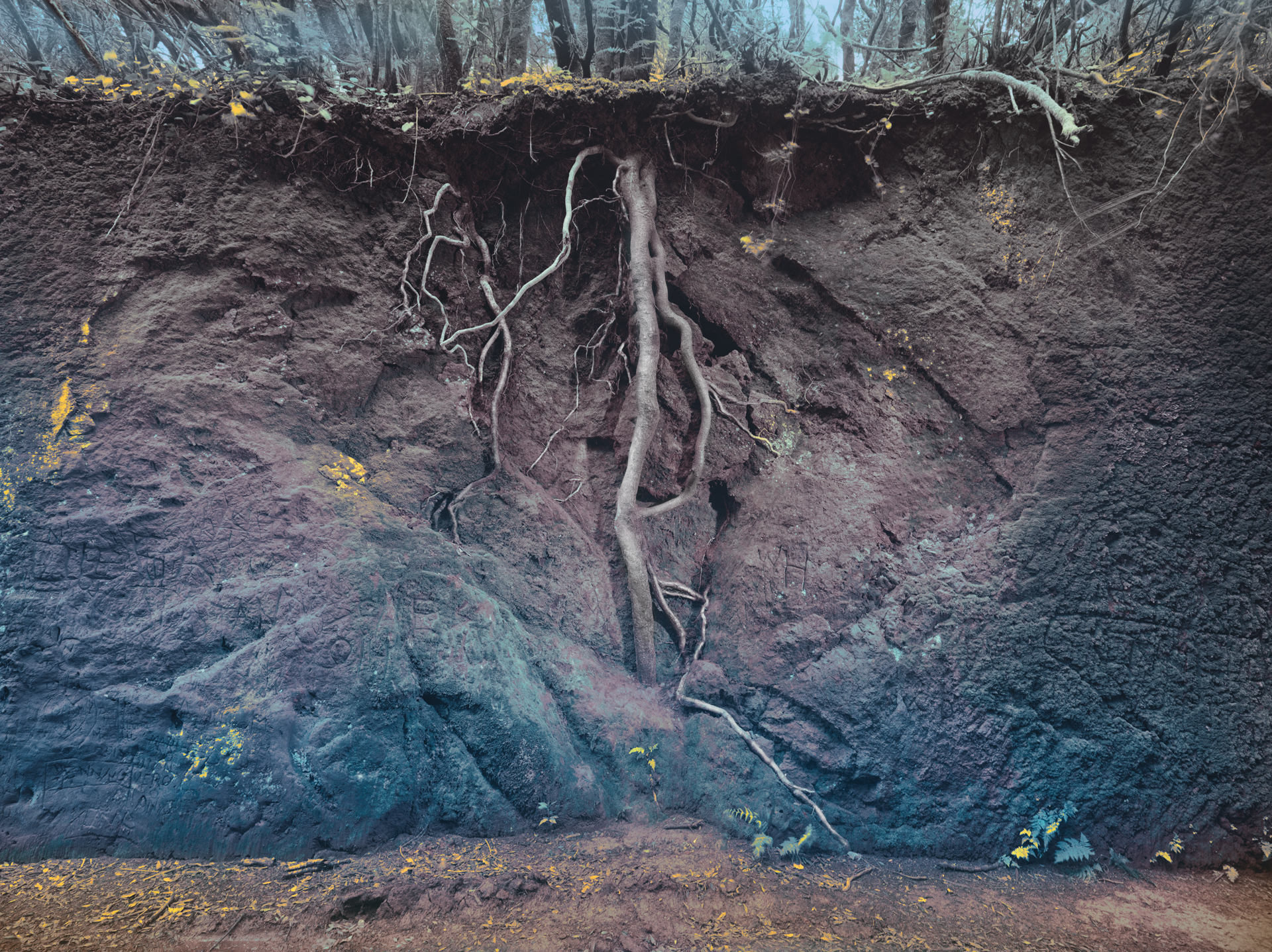 trees, personal work, anke luckmann, www.ankeluckmann.com, jenny cremer retouch, gosee awards gold, root