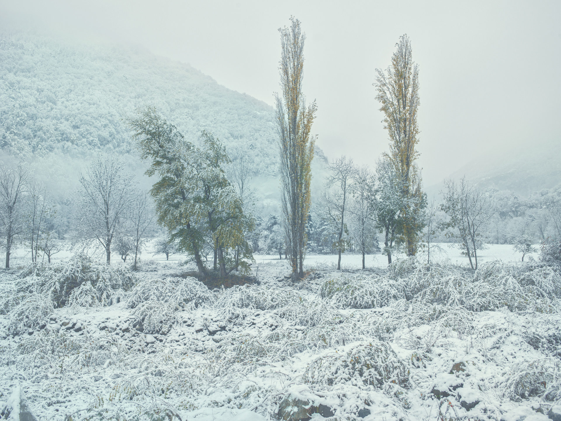 pyrenees, landscape, france, spain, anke luckmann, mountains, www.ankeluckmann.com, trees, white, snow