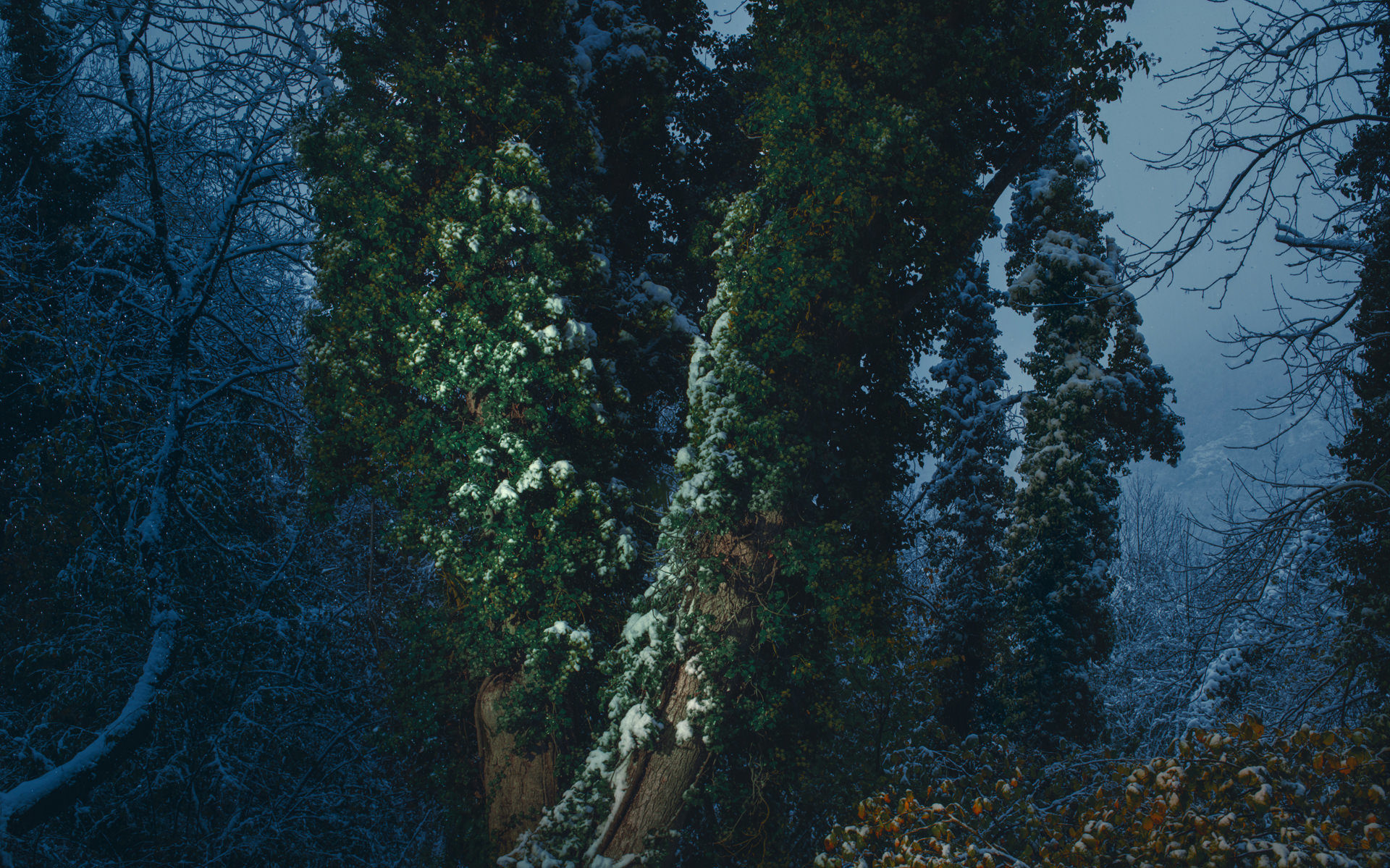 pyrenees, landscape, france, spain, anke luckmann, mountains, www.ankeluckmann.com, trees, snow