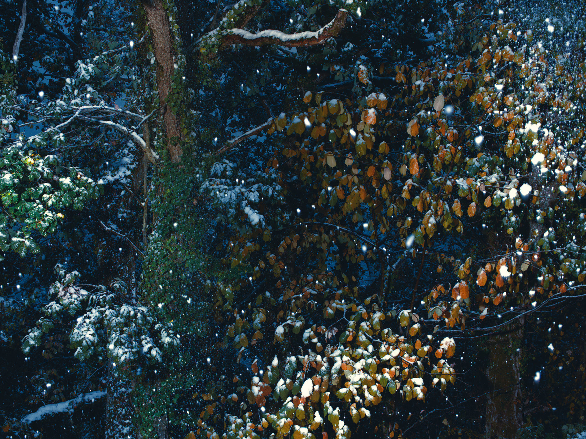pyrenees, landscape, france, spain, anke luckmann, mountains, www.ankeluckmann.com, trees, snow