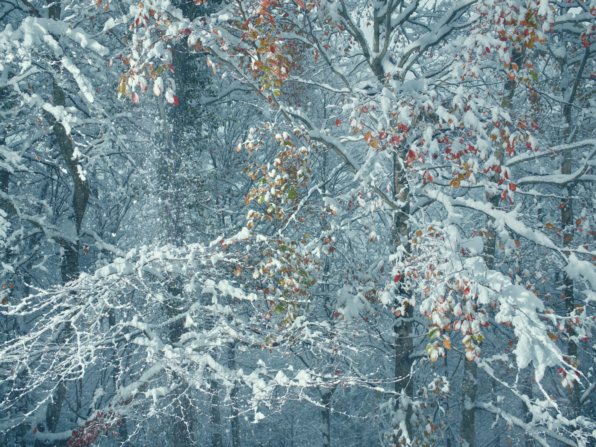 pyrenees, landscape, france, spain, anke luckmann, mountains, www.ankeluckmann.com, trees, white, snow