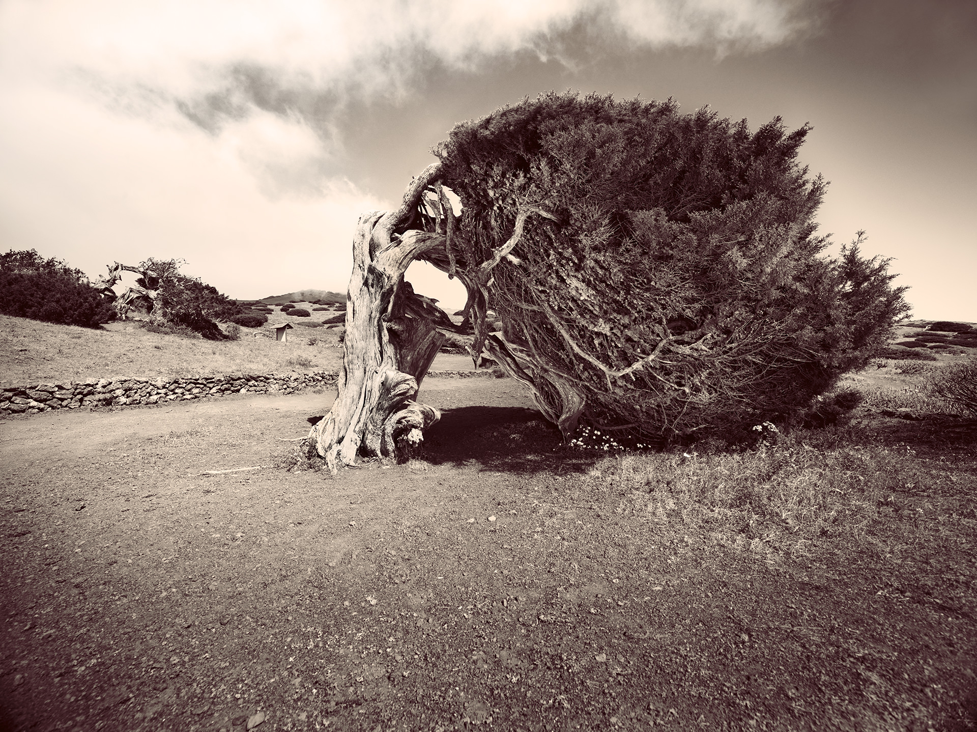 el hierro trees