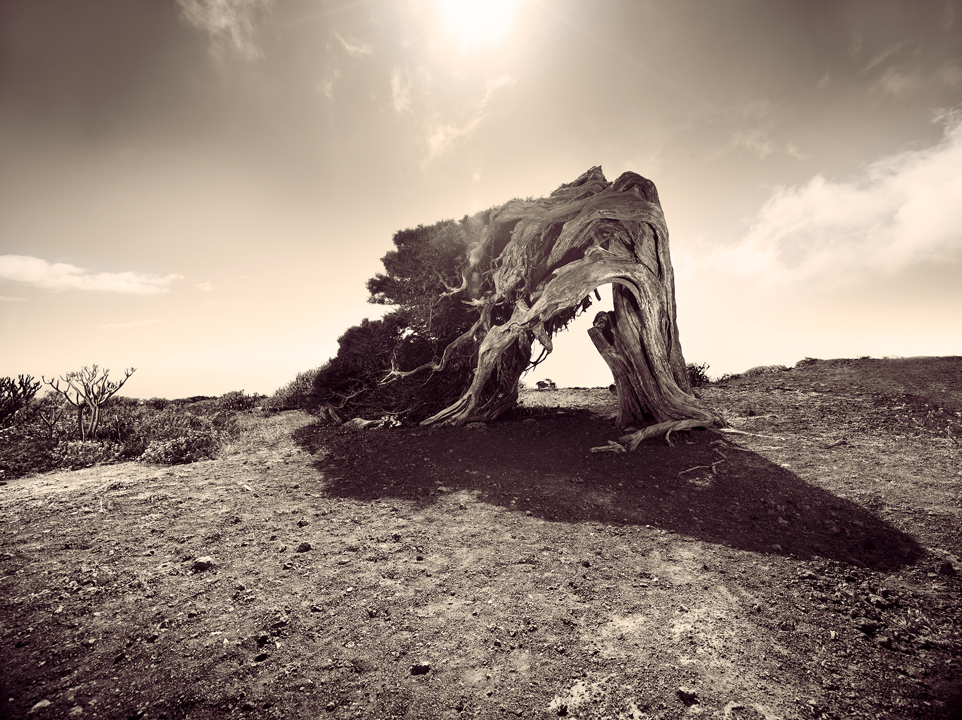 el hierro trees