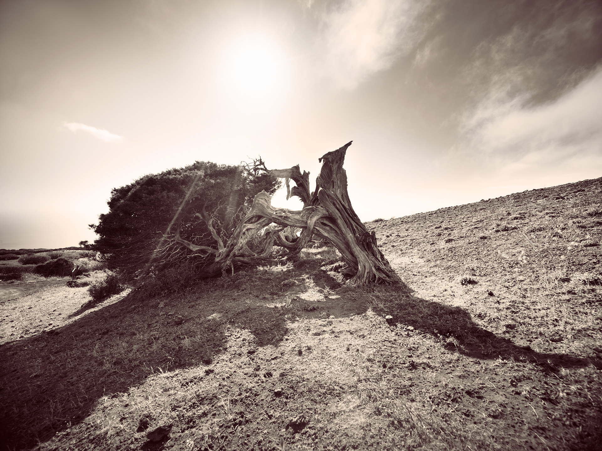 el hierro trees