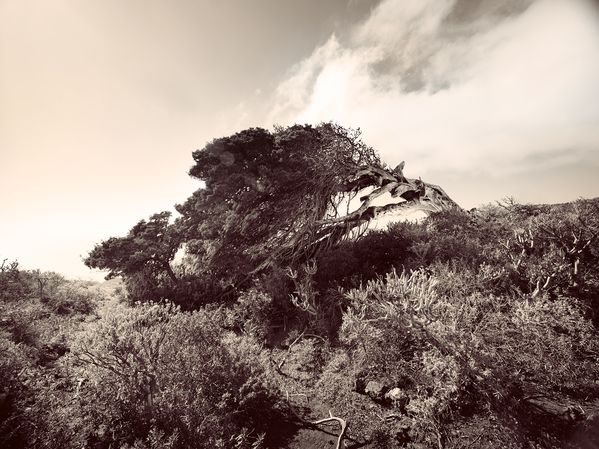 el hierro trees