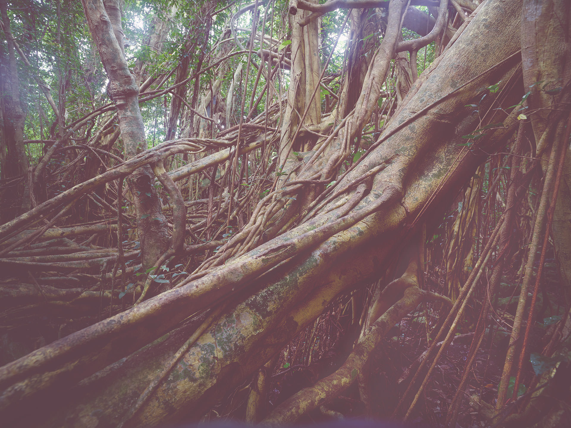 JAPANESE GREEN TREE