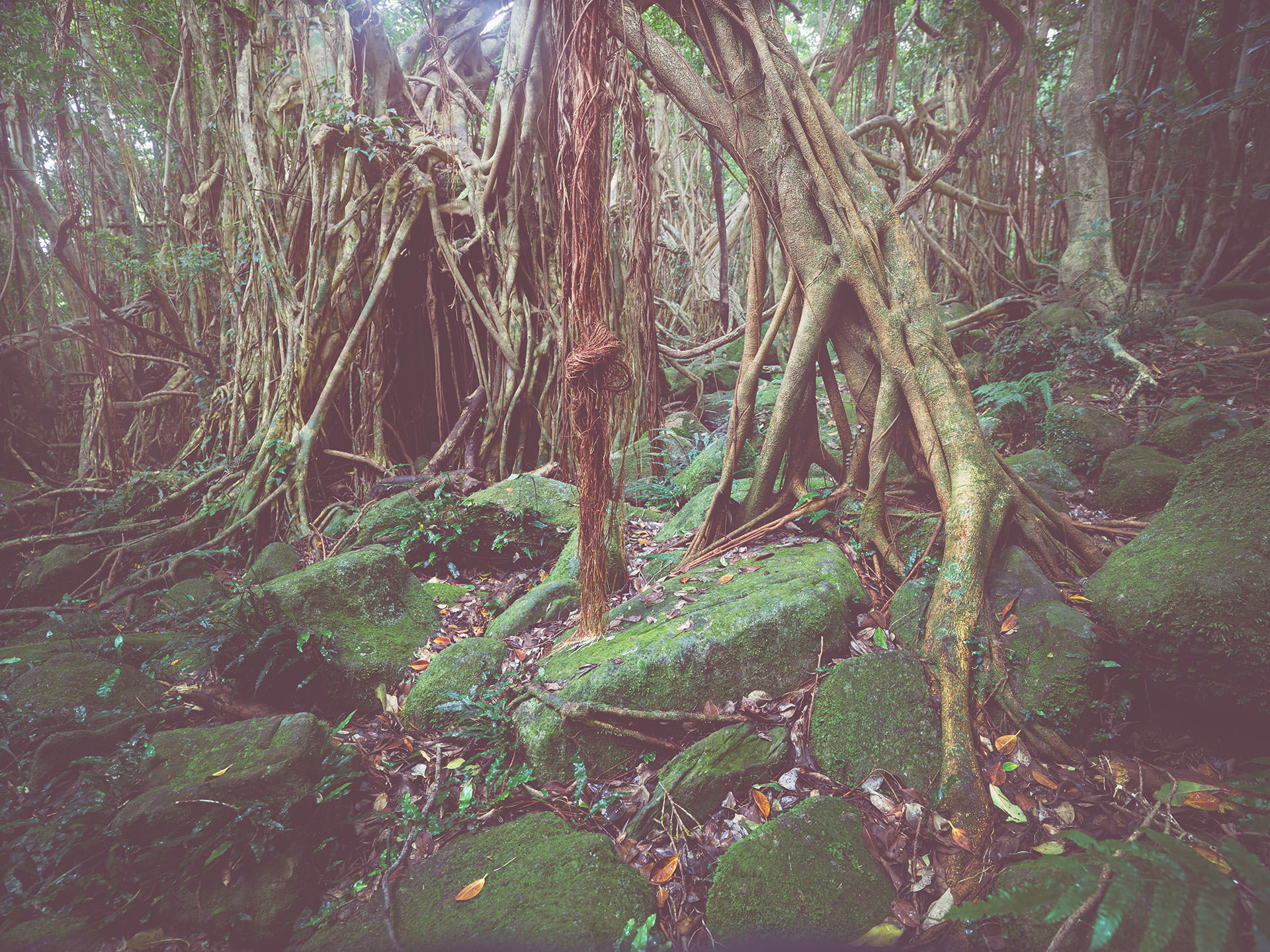 JAPANESE GREEN TREE