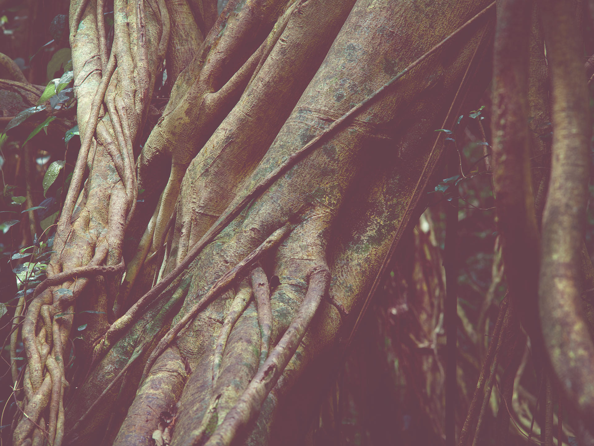 JAPANESE GREEN TREE