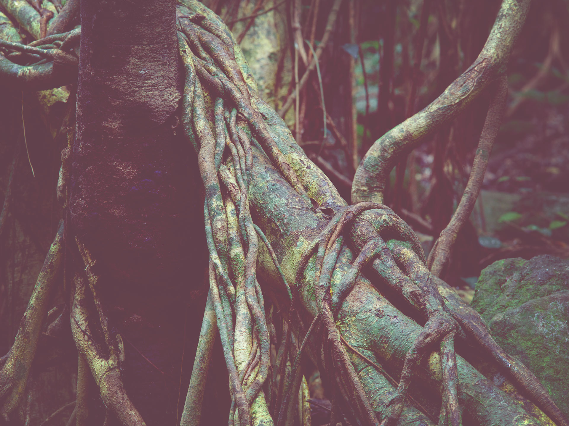 JAPANESE GREEN TREE