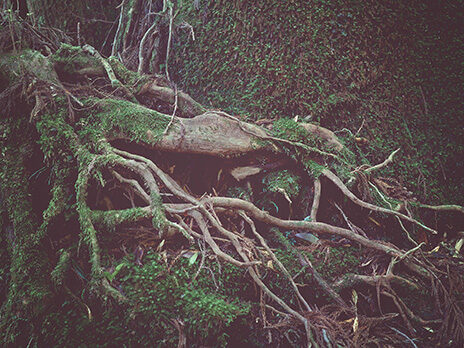 JAPANESE GREEN TREE