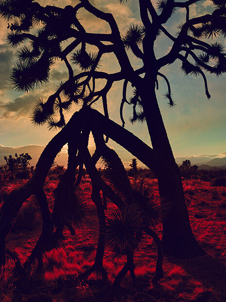 Joshua Tree; JT